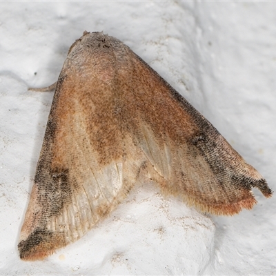 Mataeomera (genus) (A Scale Moth, Acontiinae) at Melba, ACT - 27 Dec 2024 by kasiaaus