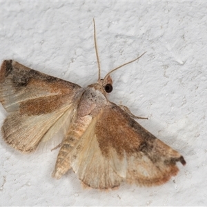 Mataeomera (genus) at Melba, ACT - 27 Dec 2024