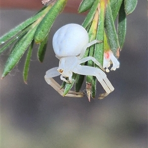 Thomisus spectabilis at Mount Fairy, NSW by clarehoneydove