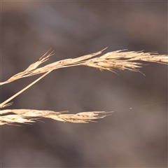 Rytidosperma sp. (Wallaby Grass) at Bango, NSW - 27 Dec 2024 by ConBoekel