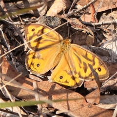 Heteronympha merope (Common Brown Butterfly) at Bango, NSW - 27 Dec 2024 by ConBoekel