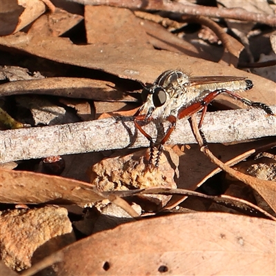 Zosteria sp. (genus) (Common brown robber fly) at Jerrawa, NSW - 28 Dec 2024 by ConBoekel