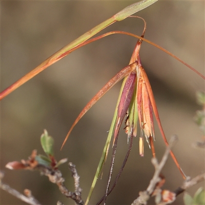 Themeda triandra (Kangaroo Grass) at Jerrawa, NSW - 28 Dec 2024 by ConBoekel