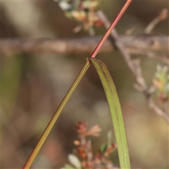 Themeda triandra at Jerrawa, NSW - 28 Dec 2024