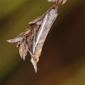 Etiella behrii (Lucerne Seed Web Moth) at Jerrawa, NSW by ConBoekel