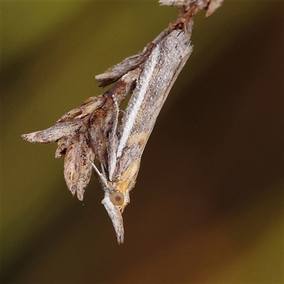 Etiella behrii (Lucerne Seed Web Moth) at Jerrawa, NSW - 28 Dec 2024 by ConBoekel