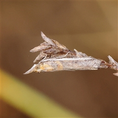 Etiella behrii at Jerrawa, NSW - 28 Dec 2024 07:39 AM