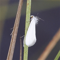 Tipanaea patulella (A Crambid moth) at Jerrawa, NSW - 27 Dec 2024 by ConBoekel