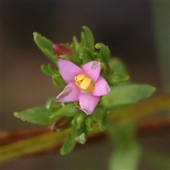 Centaurium erythraea (Common Centaury) at Jerrawa, NSW - 27 Dec 2024 by ConBoekel