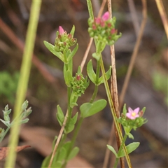 Centaurium erythraea at Jerrawa, NSW - 28 Dec 2024 07:43 AM