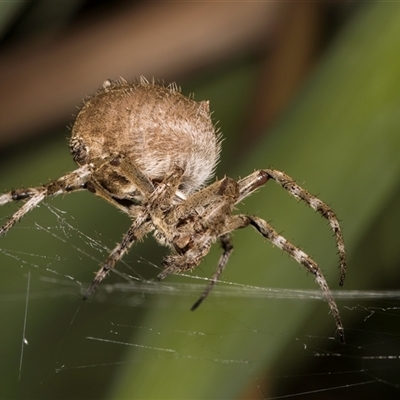 Unidentified Orb-weaving spider (several families) at Melba, ACT - 27 Dec 2024 by kasiaaus