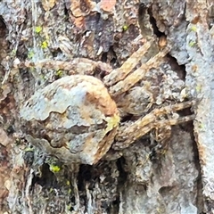 Araneus sp. (genus) at Mount Fairy, NSW - 29 Dec 2024 by clarehoneydove