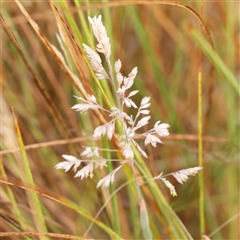 Holcus lanatus (Yorkshire Fog) at Jerrawa, NSW - 28 Dec 2024 by ConBoekel