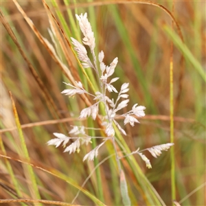 Holcus lanatus at Jerrawa, NSW - 28 Dec 2024