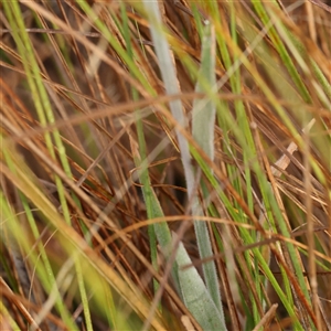 Holcus lanatus at Jerrawa, NSW - 28 Dec 2024