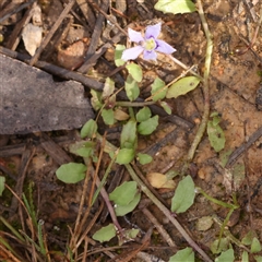 Isotoma fluviatilis subsp. australis (Swamp Isotome) at Jerrawa, NSW - 28 Dec 2024 by ConBoekel