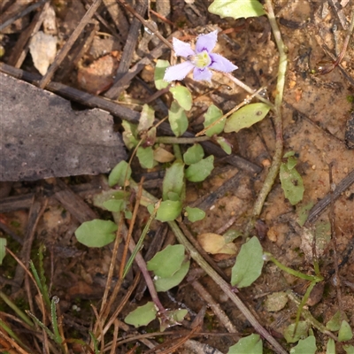 Isotoma fluviatilis subsp. australis (Swamp Isotome) at Jerrawa, NSW - 27 Dec 2024 by ConBoekel