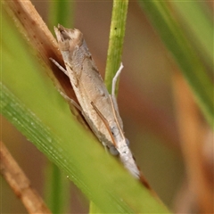 Culladia cuneiferellus (Crambinae moth) at Jerrawa, NSW - 27 Dec 2024 by ConBoekel