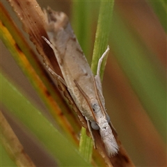 Culladia cuneiferellus at Jerrawa, NSW - 28 Dec 2024 07:46 AM