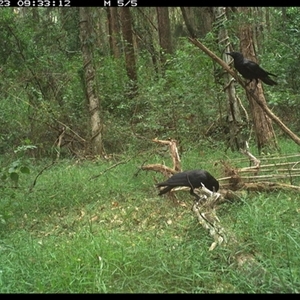 Corvus orru at Tullymorgan, NSW - 23 Dec 2024 09:33 AM