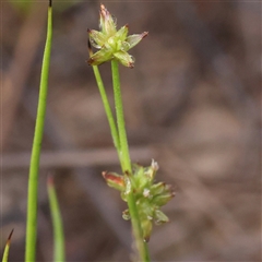 Juncus prismatocarpus at Jerrawa, NSW - 27 Dec 2024 by ConBoekel