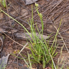 Juncus prismatocarpus at Jerrawa, NSW - 28 Dec 2024 07:47 AM