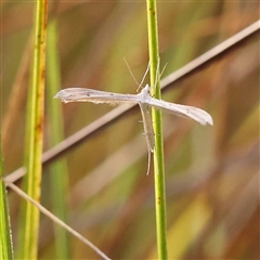 Platyptilia celidotus (Plume Moth) at Jerrawa, NSW - 28 Dec 2024 by ConBoekel