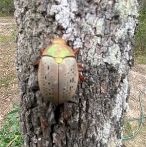Anoplognathus sp. (genus) at Bonny Hills, NSW - suppressed