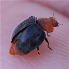 Cryptolaemus montrouzieri (Mealybug ladybird) at Jerrawa, NSW - 28 Dec 2024 by ConBoekel