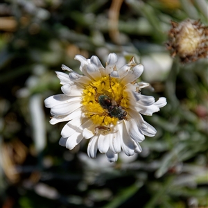 Unidentified Insect at Thredbo, NSW by regeraghty