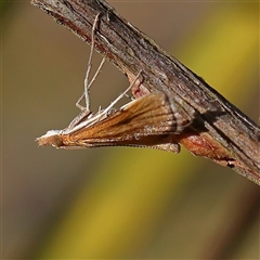 Achyra (genus) at Jerrawa, NSW - 27 Dec 2024 by ConBoekel