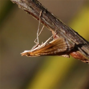 Achyra (genus) at Jerrawa, NSW - 28 Dec 2024