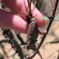 Bathromelas hyaloscopa (Buloke Bagworm) at Bungendore, NSW - 29 Dec 2024 by clarehoneydove