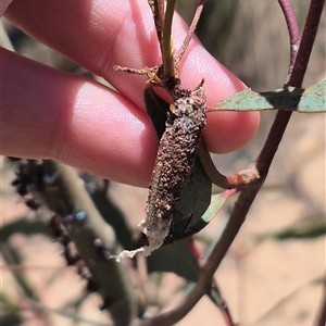 Bathromelas hyaloscopa (Buloke Bagworm) at Bungendore, NSW by clarehoneydove