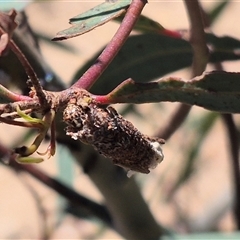 Bathromelas hyaloscopa at Bungendore, NSW - 29 Dec 2024 03:02 PM