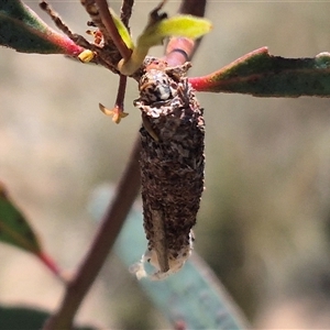 Bathromelas hyaloscopa at Bungendore, NSW - 29 Dec 2024 03:02 PM