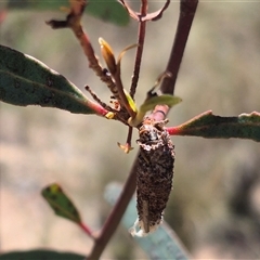 Bathromelas hyaloscopa at Bungendore, NSW - 29 Dec 2024 03:02 PM