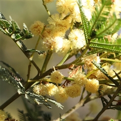 Acacia parramattensis (Parramatta Green Wattle) at Jerrawa, NSW - 28 Dec 2024 by ConBoekel