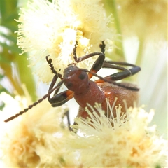 Ecnolagria grandis (Honeybrown beetle) at Jerrawa, NSW - 27 Dec 2024 by ConBoekel