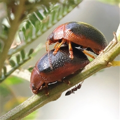 Dicranosterna immaculata (Acacia leaf beetle) at Jerrawa, NSW - 27 Dec 2024 by ConBoekel