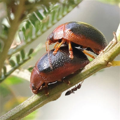 Dicranosterna immaculata (Acacia leaf beetle) at Jerrawa, NSW - 27 Dec 2024 by ConBoekel