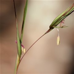 Themeda triandra (Kangaroo Grass) at Jerrawa, NSW - 27 Dec 2024 by ConBoekel