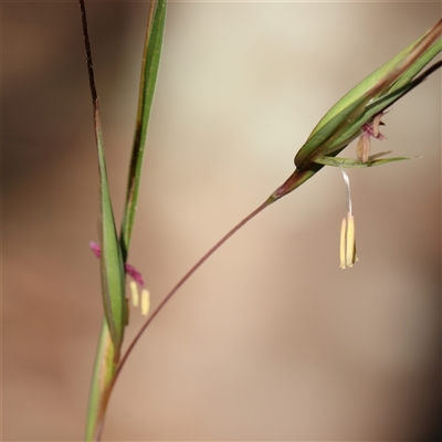 Themeda triandra (Kangaroo Grass) at Jerrawa, NSW - 28 Dec 2024 by ConBoekel