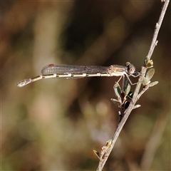 Unidentified Damselfly (Zygoptera) at Jerrawa, NSW - 27 Dec 2024 by ConBoekel