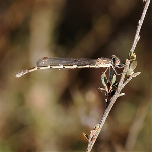 Unidentified Damselfly (Zygoptera) at Jerrawa, NSW by ConBoekel