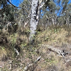 Daviesia mimosoides subsp. mimosoides at Bungendore, NSW - 29 Dec 2024 by clarehoneydove