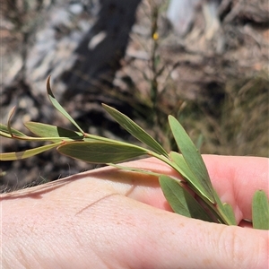 Daviesia mimosoides subsp. mimosoides at Bungendore, NSW - 29 Dec 2024 02:50 PM