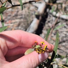 Daviesia mimosoides subsp. mimosoides at Bungendore, NSW - 29 Dec 2024