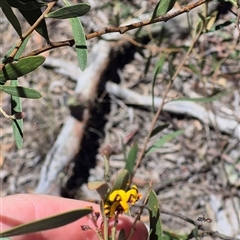 Daviesia mimosoides subsp. mimosoides at Bungendore, NSW - 29 Dec 2024 02:50 PM