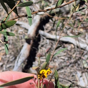 Daviesia mimosoides subsp. mimosoides at Bungendore, NSW - 29 Dec 2024 02:50 PM